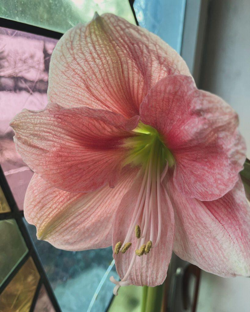 2024 Blog - My 12 Fotos of Februar 12th - Judith Janzen - Vocal Success Studio